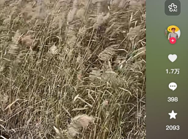 利用猫也能赚钱-奇思妙想-好项目