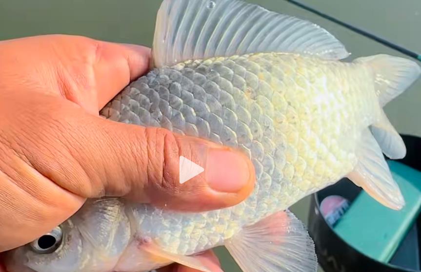 快手知识付费项目操作要领--轻松月入40000+