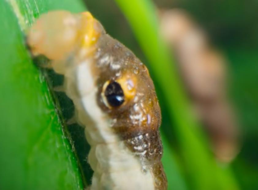 杀猪盘的新玩法-一步一步引诱你进入陷阱-骗局揭秘