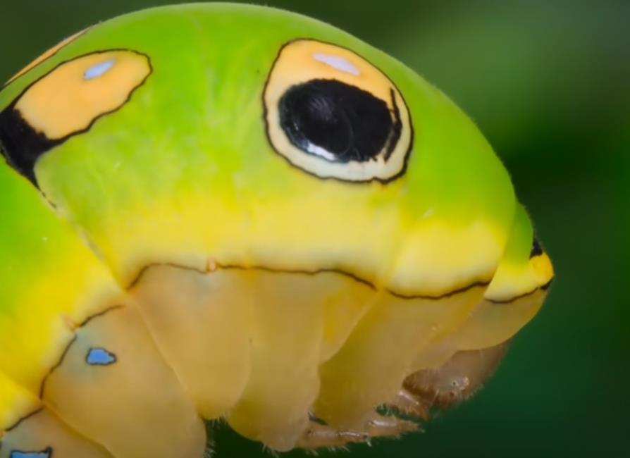 警惕！别让老人的养老钱在 “鸡蛋诱惑” 中打水漂