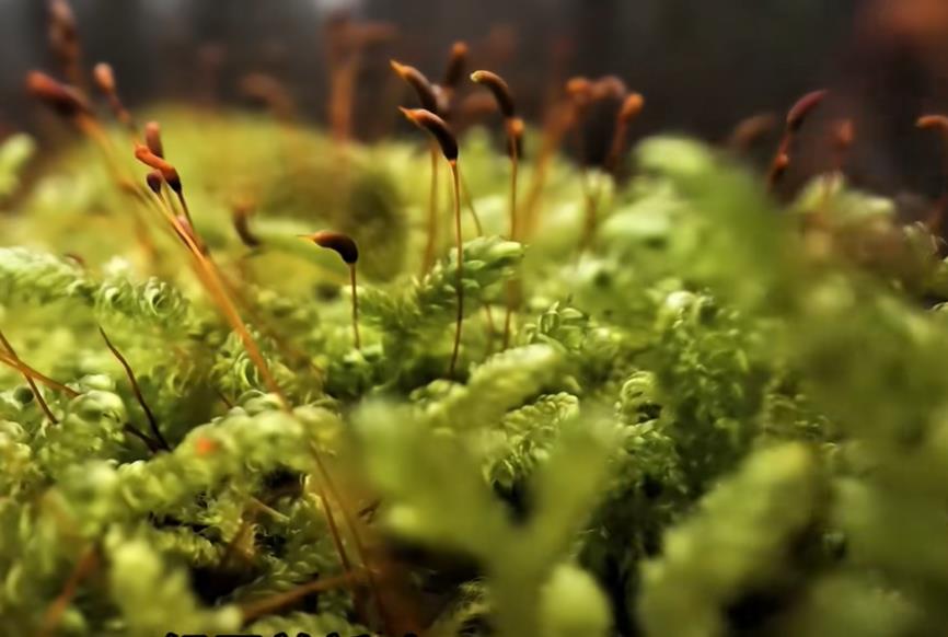 抖音作品怎样才会得到很多的播放和点赞？