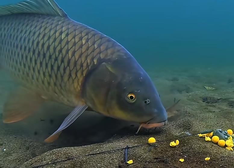 直播兵马俑到底是什么-快手抖音直播挂兵马俑自助平台