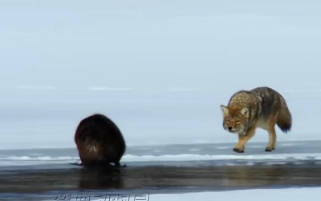 快手涨粉丝3元10000活粉免费-《快手低价买粉指南》