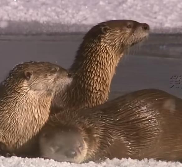 快手涨粉丝3元10000快手低价买粉：探寻靠谱之法与长效发展